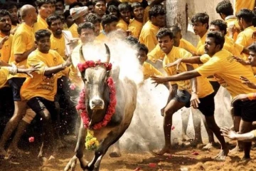 உலகப் புகழ்பெற்ற பாலமேடு ஜல்லிக்கட்டு தொடங்கியது! பாய்ந்து வரும் காளைகளை அடக்கும் வீரர்கள்... நேரலை வீடியோ