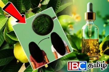 அடர்த்தியான முடி வளர்ச்சிக்கு கொய்யா இலைய இப்படி பயன்படுத்தி பாருங்க...!