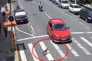 நாயைக் காப்பாற்ற நினைத்த பெண்! அனுபவித்த துயரத்தை நீங்களே பாருங்க