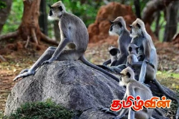 இலங்கையின் முதலாவது குரங்கு தடுப்பு மையம் - 150 ஏக்கரில் தனி உலகம்!