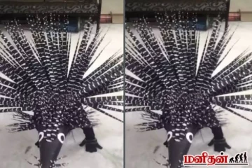 அச்சு அசல் முள்ளம்பன்றி போல் மாறிய சிறுமி! இணையத்தில் வைரலாகும் கியூட் காணொளி