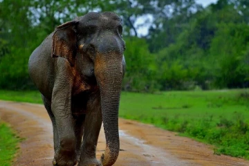 காட்டு யானை தாக்கியதில் இளைஞன் உயிரிழப்பு
