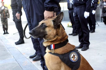 பிரான்ஸில் மூதாட்டியை கடித்துக்குதறிய பொலிஸாரின் நாய்!