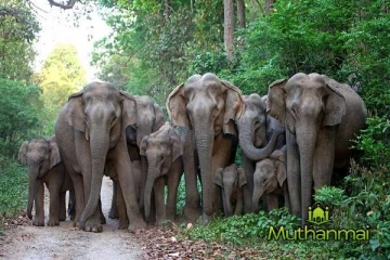 திருகோணமலையில் தொடரும் யானைகளின் அட்டகாசம்!