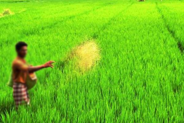 நாசகாரச் செயல்...! நெற்பயிர்கள் மீது தெளிக்கப்பட்ட விஷம் | Fertilizer For Paddy Field Farmers Complaints