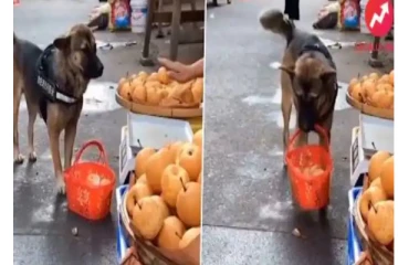 ‘எக்கா... இதுதான்க்கா விலை..’  பேரம் பேசி ஆப்பிள் வாங்கிய நாய் - வீடியோ வைரல்!
