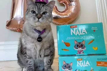 உலகின் மிகவும் பணக்கார பூனை ; இவ்வளவு வருமானமா!