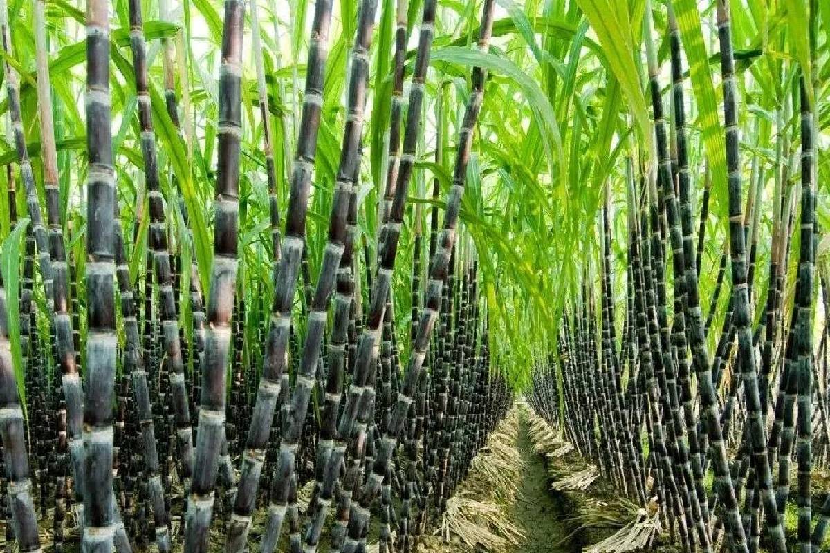கரும்பு மீள்நடுகைத் திட்டம் மீண்டும் கிளிநொச்சியில் ஆரம்பம் | Sugarcane Replanting Project Begins Again