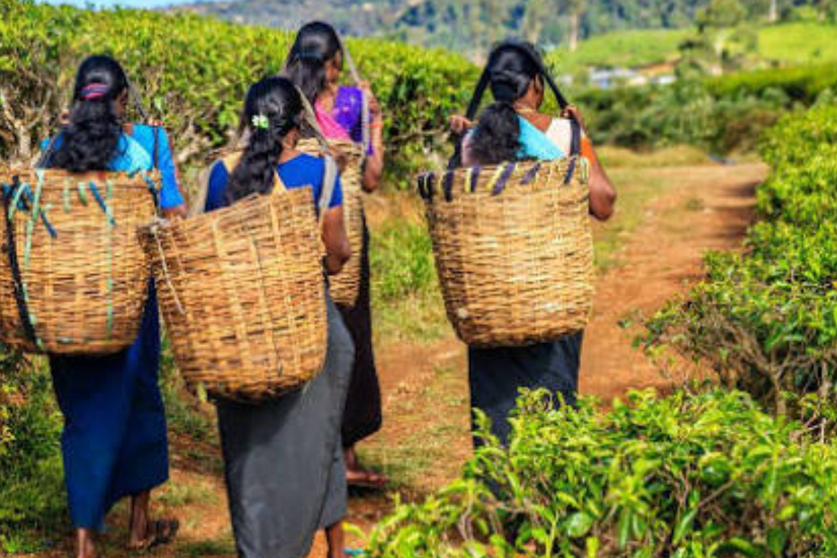 மலையக மக்களுக்கு வழங்கிய வாக்குறுதிகளை நிறைவேற்றுக! அரசிடம் மனோ வலியுறுத்து | Government Fulfill Promises Up Country People மலையக மக்களுக்கு வழங்கிய வாக்குறுதிகளை நிறைவேற்றுக! அரசிடம் மனோ வலியுறுத்து | Government Fulfill Promises Up Country People