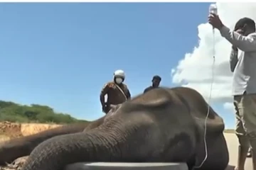 අලියෙකුට වෙඩි තබයි.. වන ජීවියවි ප්‍රතිකාර කරන හැටි.. සංවේදි වීඩියෝ සහිතයි (VIDEO)