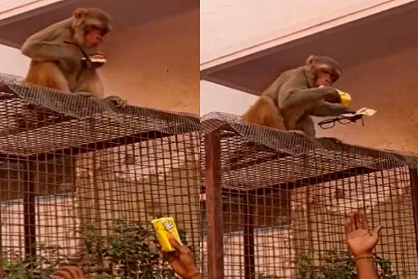 மனிதர்களையே மிரள வைத்த புத்திசாலி குரங்கு! குறும்பின் உச்சக்கட்டம் | Viral Video