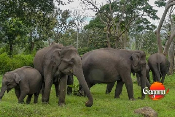 අලි එලවන්න අලි වෙඩි වලට මිලියන 463 ක් ගිහින්