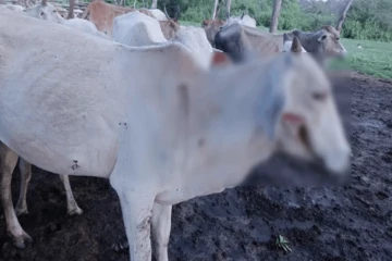 தமிழர் பகுதியில் இரவு மேய்ச்சலுக்காக சென்ற ஜீவன்களுக்கு துப்பாக்கிச் சூடு