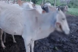 தமிழர் பகுதியில் இரவு மேய்ச்சலுக்காக சென்ற ஜீவன்களுக்கு துப்பாக்கிச் சூடு