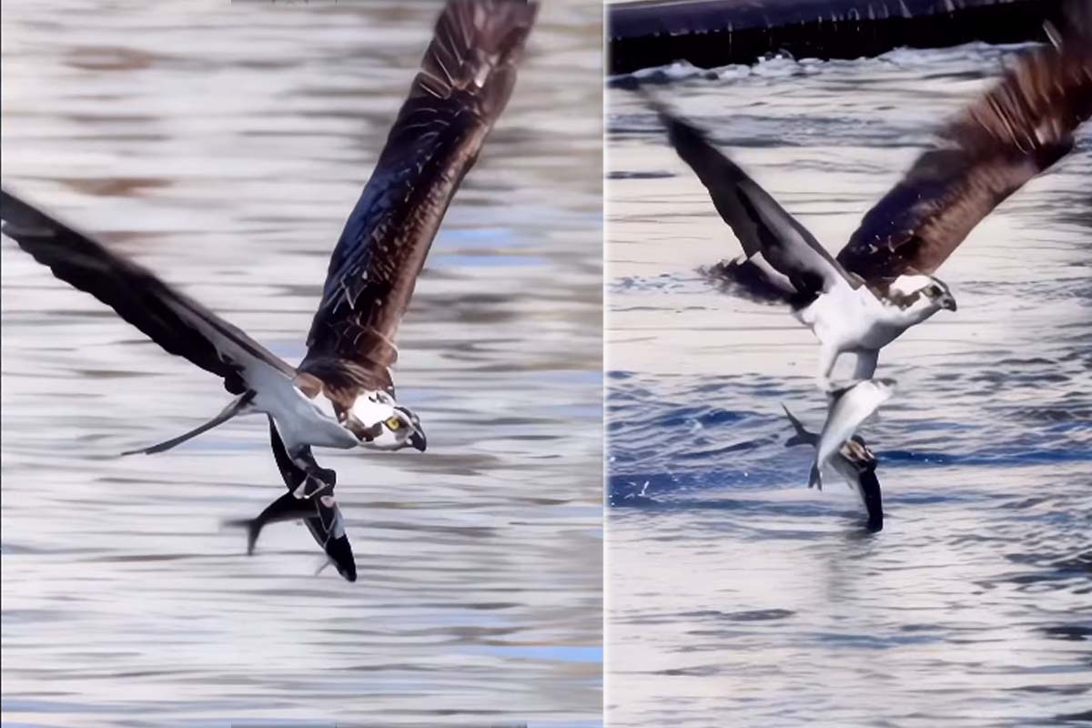 Viral Video: ஒரே நேரத்தில் கழுகிடம் சிக்கிய இரண்டு மீன்கள்.. வைரலாகும் கானொளி | Eagle Hunt One Attempt Two Fish Viral Video