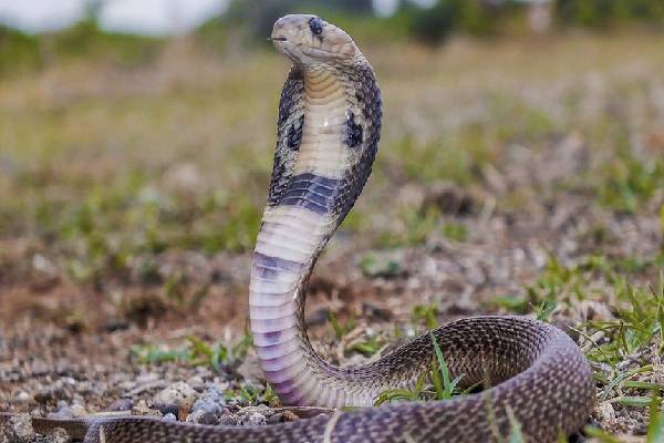மகுடி இசைக்கு பாம்பு நடனமாடுமா? உண்மை என்ன? | What Does Snake Charming Do To The Snake மகுடி இசைக்கு பாம்பு நடனமாடுமா? உண்மை என்ன? | What Does Snake Charming Do To The Snake