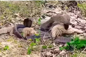 உடும்பிடமிருந்து தப்பிக்க போராடும் பாம்பு! இறுதியில் நடந்தது என்ன?