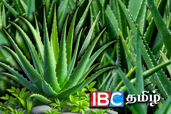 கற்றாழை செடியை இந்த திசையில் வையுங்கள்..! வேலையில் பதவி உயர்வு நிச்சயம் | Aloe Vera Plant Vastu Tips For Home In Tamil