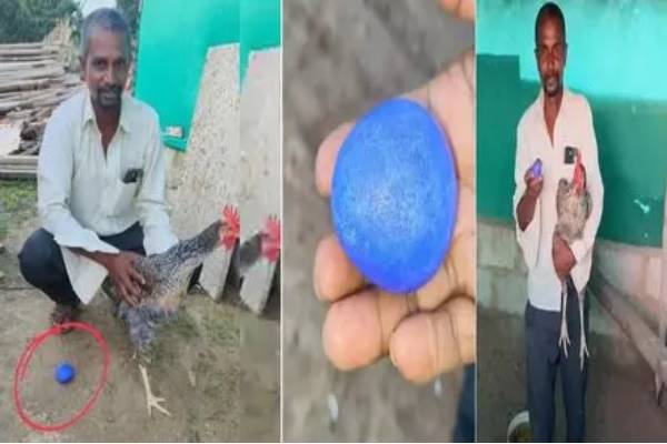 நீல கலர்ல முட்டை போட்ட கோழி; அடித்த ஜாக்பாட் - குவியும் மக்கள்! | Blue Egg Laid By Hen In Karnataka Viral