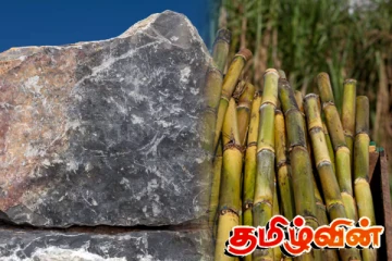 சீனி தொழிற்சாலைக்கு கொள்வனவு செய்யப்பட்ட கரும்பில் 175 கிலோ கருங்கல்