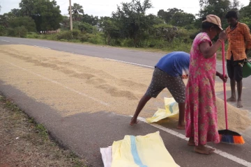 முல்லைத்தீவில் ஒரு கிலோ கிராம் நெல் 92 ரூபாவிற்கு கொள்வனவு