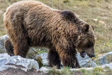 பிரான்சில் காட்டுப்பன்றி வேட்டைக்குச் சென்ற முதியவர் சந்தித்த எதிர்பாராத அதிர்ச்சி: நிதர்சனமான அச்சம்