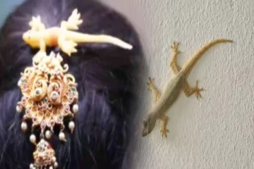 பெண்களின் தலையில் பல்லி விழுந்தால் என்ன நடக்கும் தெரியுமா?