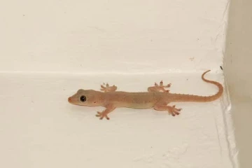 வீட்டின் அக்னி மூலையிலிருந்து பல்லி சத்தம் கேட்டால் ஆபத்தா? அவசியம் தெரிஞ்சிக்கோங்க