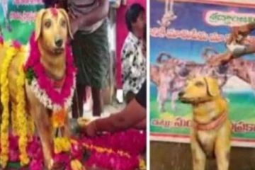 நன்றி கெட்ட மனிதரை விட நாய்கள் மேலடா :மனதை உருக வைத்த சம்பவம்!