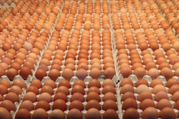 பதுக்கி வைக்கப்பட்டிருந்த ஆயிரக்கணக்கான முட்டைகள் கைப்பற்றப்பட்டன!