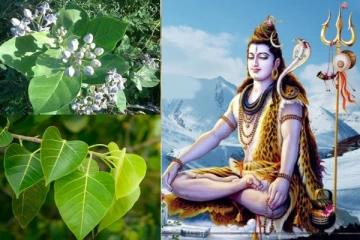 சிவனை இந்த 6 இலைகளை கொண்டு வழிபட்டு வந்தால் செல்வம் செழிக்குமாம்!