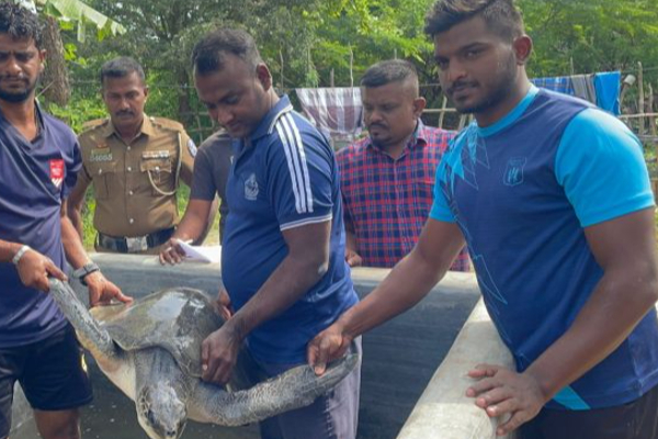 மன்னாரில் அரியவகை ஆமையுடன் சிக்கிய இருவர்! | Two People Caught With A Rare Turtle In Mannar