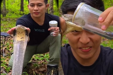 Viral Video: படமெடுத்து நிற்கும் ராஜநாகம்... தனியாக விஷத்தை பிரித்தெடுத்த நபர்