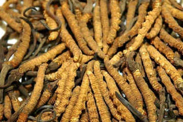 இமயமலை வயாகரா- ஒரு கிலோ 20 லட்சம் ரூபாய்! அப்படி என்ன சிறப்பு?