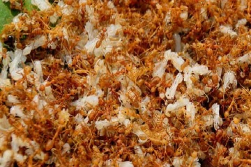 நோய் எதிர்ப்பு சக்தியை அதிகரிக்கும் சிவப்பு எறும்பு சட்னி.., புவிசார் குறியீடு வழங்கிய இந்திய அரசு