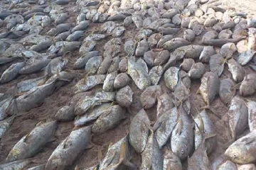 கரைவலையில் சிக்கிய பெருந்தொகை மீன்கள்