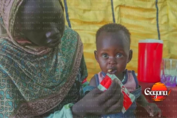 රත්තරන් නිසා කිරිසප්පයෝ 23ක් බිලි වේ