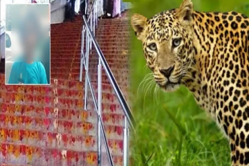 திருப்பதி அலிபிரி மலைப்பாதையில் சிறுத்தை தாக்கி 6 வயது சிறுமி பரிதாப பலி - பக்தர்கள் அச்சம்!