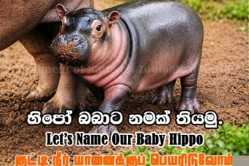 දෙහිවල සත්වෝද්‍යානයේ පුංචි හිපපොටේමස් පැටවාට නමක් තබන්න අවස්ථාවක්
