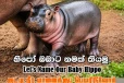 දෙහිවල සත්වෝද්‍යානයේ පුංචි හිපපොටේමස් පැටවාට නමක් තබන්න අවස්ථාවක්