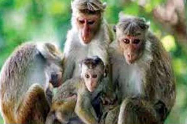 இலங்கையின் முதலாவது குரங்கு தடுப்பு மையம் - 150 ஏக்கரில் தனி உலகம்! | Sri Lanka First Monkey Detention Centre In Matale