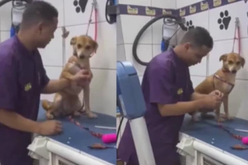 ஊசி போடாதீங்க! கையை பிடித்து கொண்டு அடம் பிடிக்கும் நாய் குட்டி - இதயத்தை வருடிய காட்சி