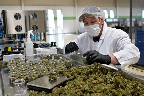 ஸ்காட்லாந்தின் எல்லைகளில் கஞ்சா உற்பத்தி நிறுவனம் | Cannabis Production Company Borders Of Scotland ஸ்காட்லாந்தின் எல்லைகளில் கஞ்சா உற்பத்தி நிறுவனம் | Cannabis Production Company Borders Of Scotland