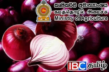 பெரிய வெங்காய கொள்முதல் திட்டம் ஆரம்பம் : விவசாய அமைச்சு அறிவிப்பு