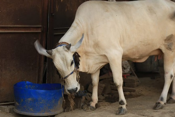 பசு தாக்கியதால் வயோதிபருக்கு நேர்ந்த கதி! | The Fate Of The Old Man Due To The Attack Cow