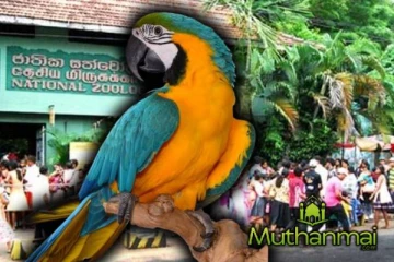 தெஹிவளை மிருகக்காட்சி சாலையில் இரண்டாவது முறையாகவும் திருடப்பட்ட கிளி