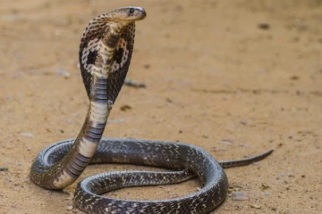 "මෙතැනට නාගයෙක් එනවා. මගේ දරුවා තමයි එන නාගයා නාවන්නෙත්.මේක දේවාලය දාගන්න හැදුවට තරහට කළ දෙයක්.” දරුවන් අතුරුදන් වීමේ නාග කතාව ගැන ගුප්ත හෙළිදරව්ව....
