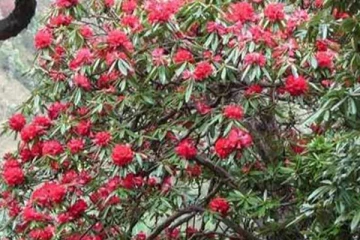 கொரோனா வைரஸை எதிர்க்கும் திறன் கொண்ட மூலிகை செடி!