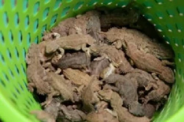 சோமாலியா பல்லிகளை நாடு கடத்த முயன்ற நபர் கைது