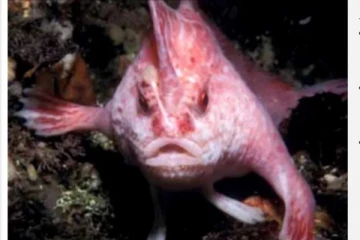 அரிய வகை பிங்க் நிற நடக்கும் மீன் - 22 ஆண்டுகளுக்கு பிறகு ஆராய்ச்சியாளர்கள் கண்டுப்பிடிப்பு